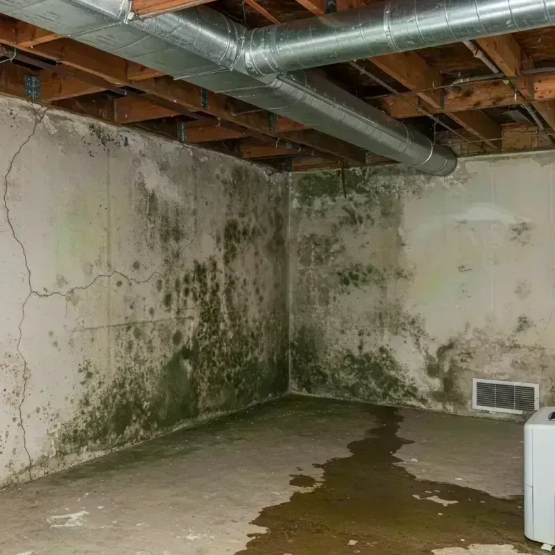 Professional Mold Removal in Chesapeake Ranch Estates, MD